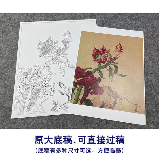 【大彩图】郎世宁工笔画白描底稿小品《仙萼长春册》鸡冠花临摹勾线花鸟线稿LT15 商品图1