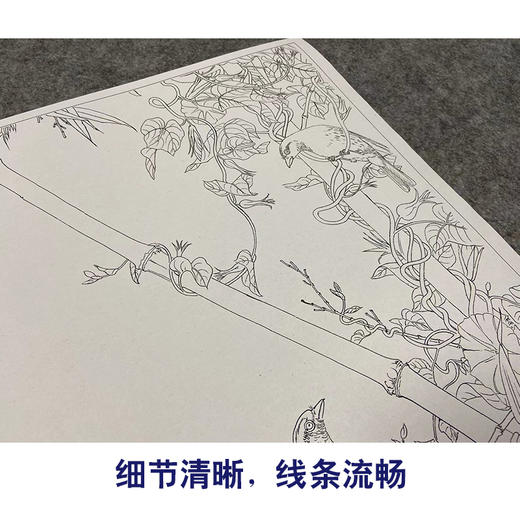 【大彩图】郎世宁工笔画白描底稿小品《仙萼长春册》翠竹牵牛花临摹勾线高清打印稿LT12 商品图4