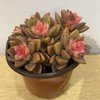 【绿植】多肉-姬胧月 商品缩略图2