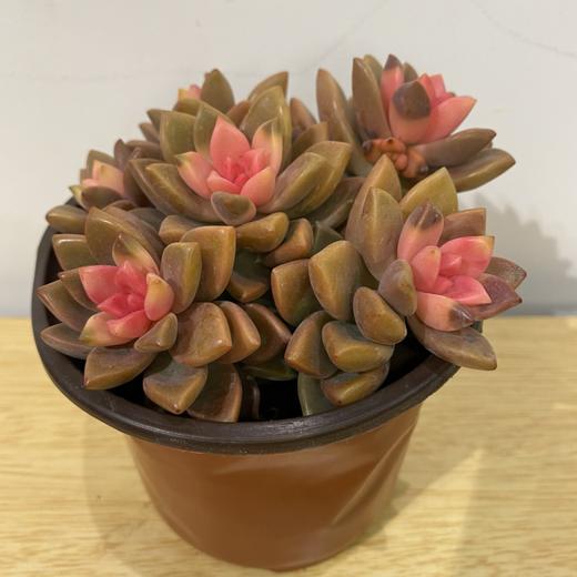 【绿植】多肉-姬胧月 商品图2