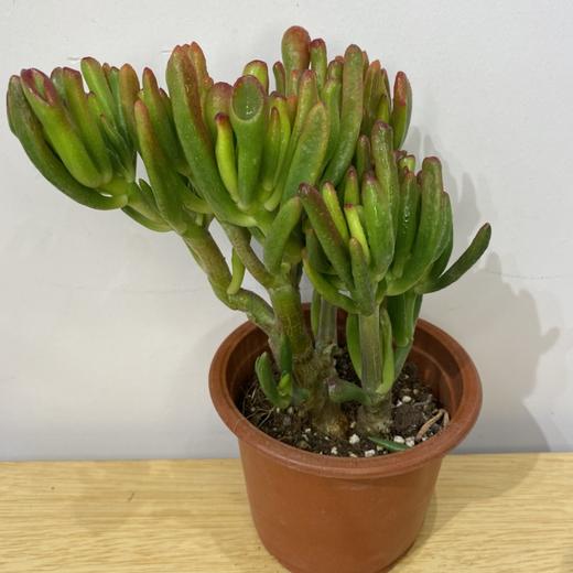 【绿植】多肉-吸财树 商品图0