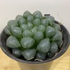 【绿植】多肉-玉露 商品缩略图1
