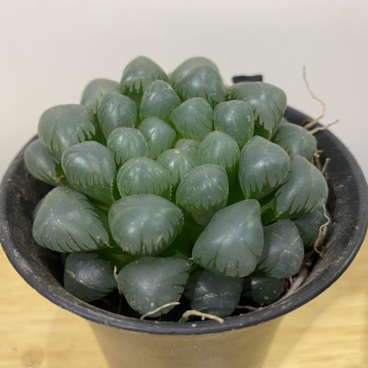 【绿植】多肉-玉露 商品图1