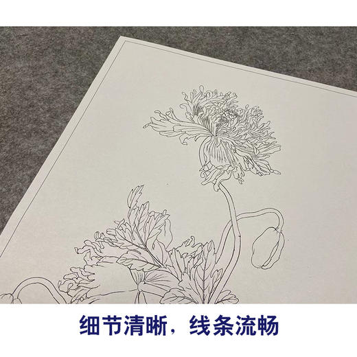 【大彩图】郎世宁工笔画白描底稿小品《仙萼长春册》罂粟临摹勾线高清打印稿LT09 商品图4