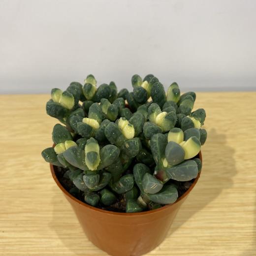 【绿植】多肉-白松锦 商品图2