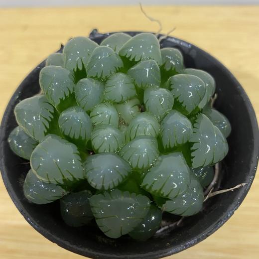 【绿植】多肉-玉露 商品图2