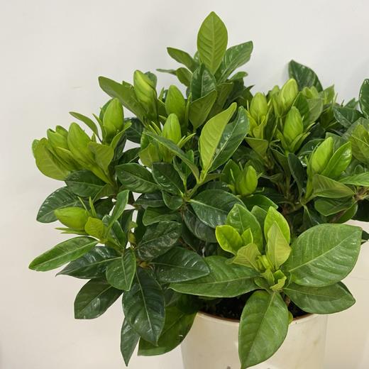 【绿植】栀子花 商品图1