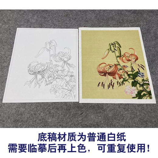 【大彩图】郎世宁工笔画白描底稿小品《仙萼长春册》百合花与缠枝牡丹临摹勾线高清打印稿LT11 商品图3