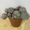 【绿植】多肉-蓝苹果 商品缩略图2
