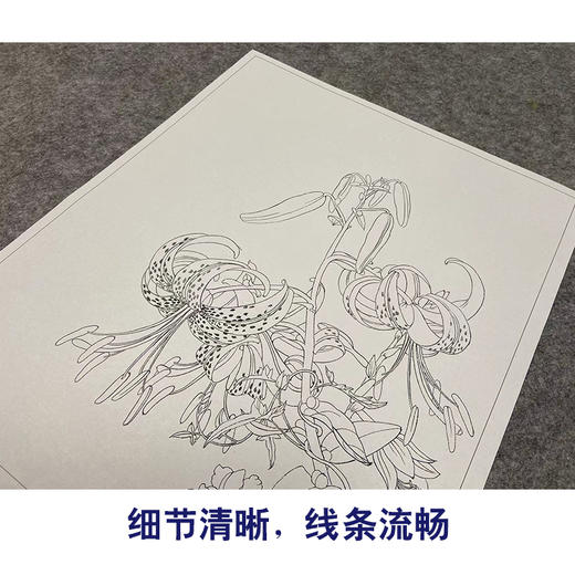 【大彩图】郎世宁工笔画白描底稿小品《仙萼长春册》百合花与缠枝牡丹临摹勾线高清打印稿LT11 商品图4