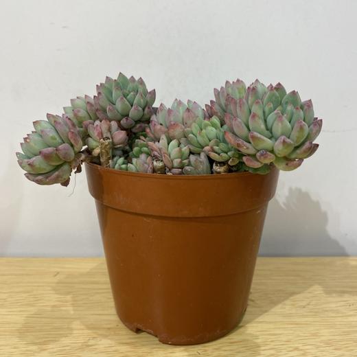 【绿植】多肉-蓝苹果 商品图0