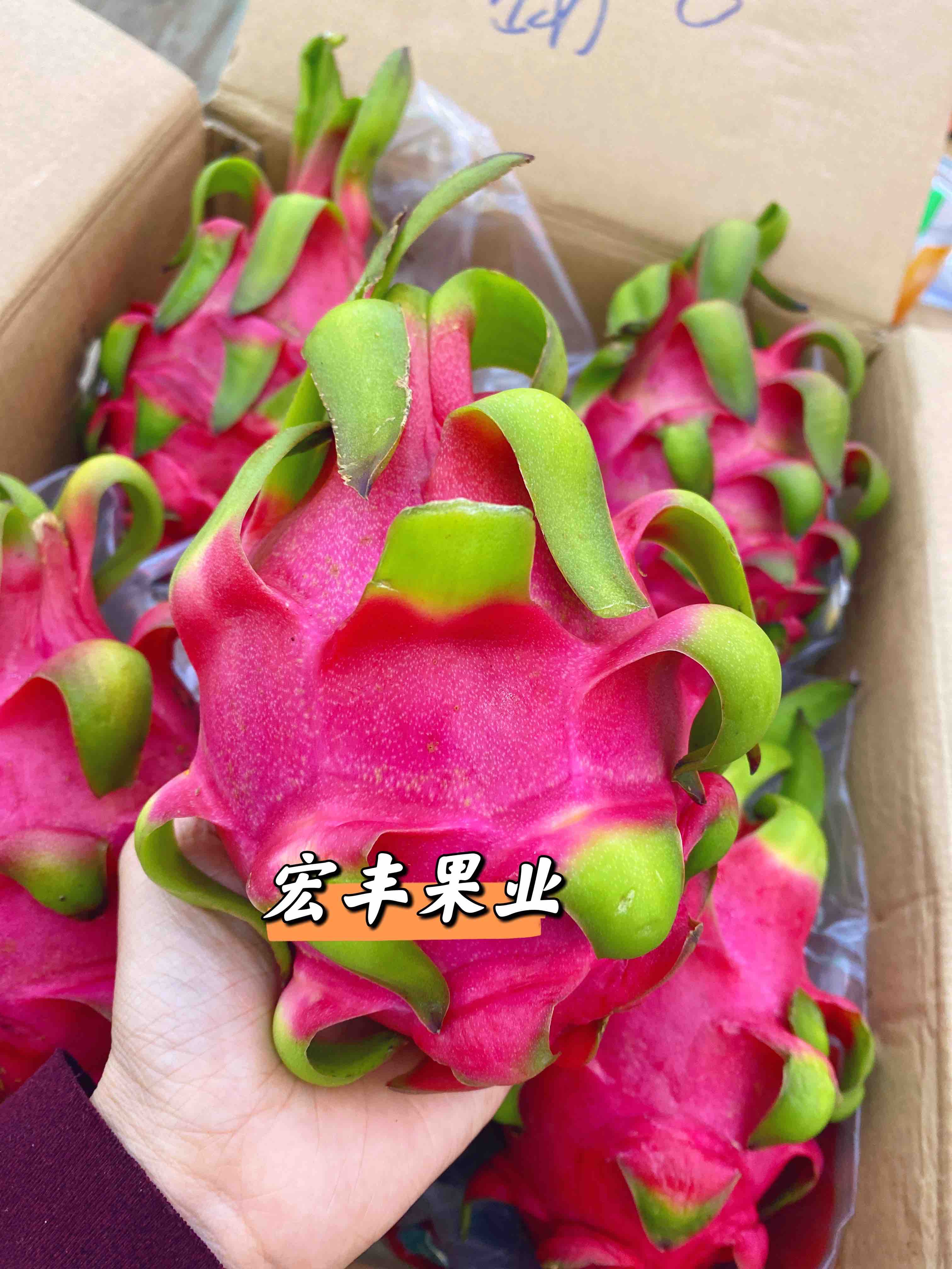 宏丰精选 越南红心火龙果 口感不错 火龙果怕热 一定及时放冰箱哦  活动价9.9元一斤