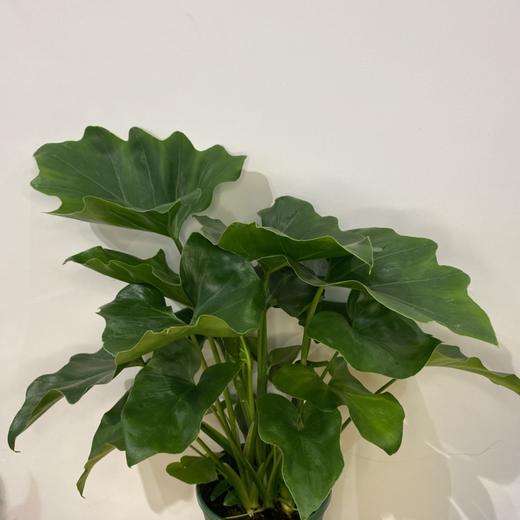【绿植】春芋 商品图2