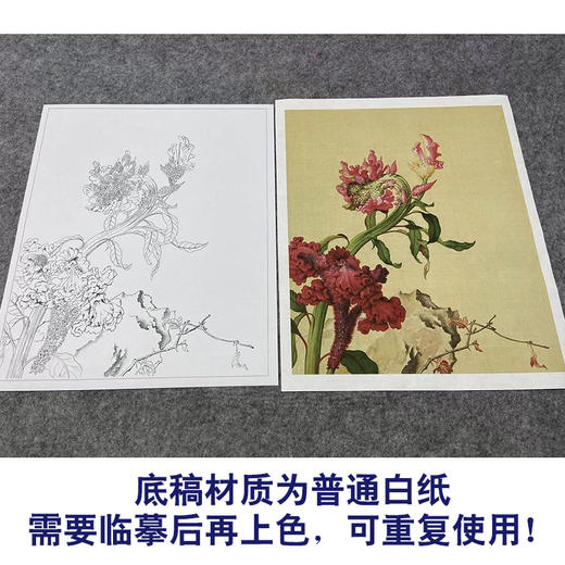 【大彩图】郎世宁工笔画白描底稿小品《仙萼长春册》鸡冠花临摹勾线花鸟线稿LT15 商品图3