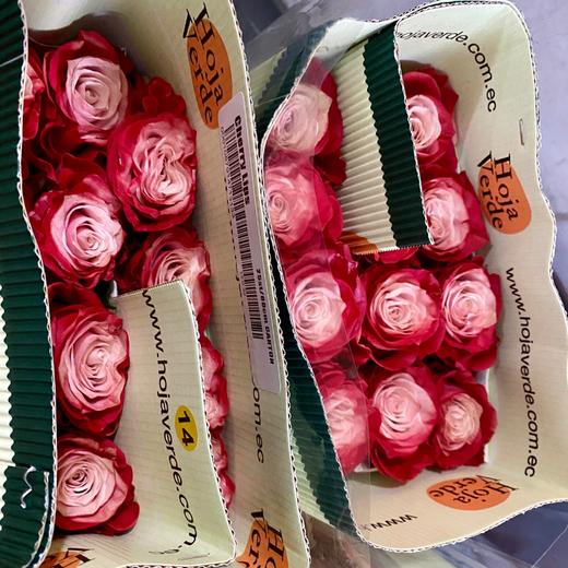 厄瓜多尔-【Cherry Lips】樱桃 商品图1