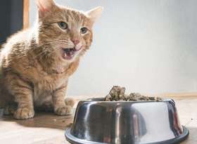 猫咪换粮呕吐是怎么回事