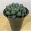 【绿植】多肉-玉露 商品缩略图0