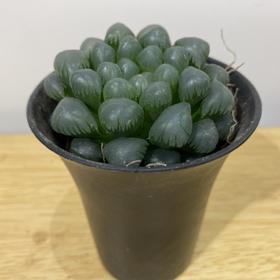 【绿植】多肉-玉露