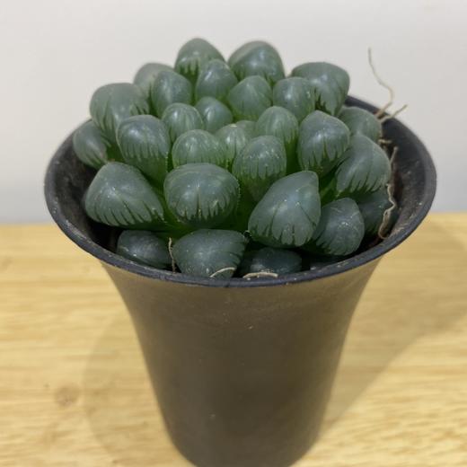 【绿植】多肉-玉露 商品图0