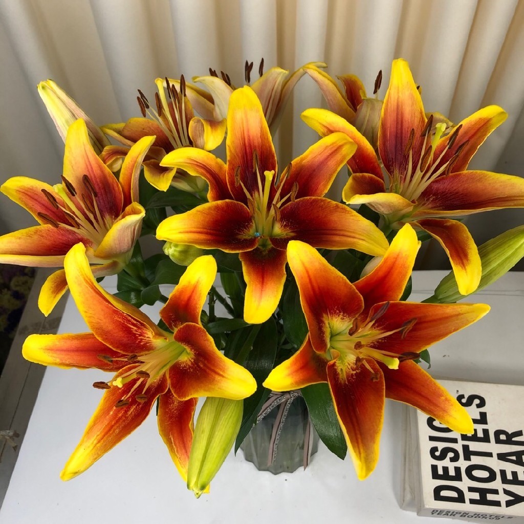 三头皇冠百合5枝10枝冷链包邮