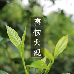 【齐物·大观】百味进现 万物奇观 滋味香气万花筒 2016古树春茶