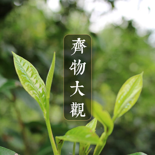 【齐物·大观】百味进现 万物奇观 滋味香气万花筒 2016古树春茶 商品图0