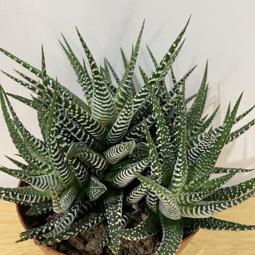 【绿植】多肉-十二卷 商品图1