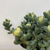 【绿植】多肉-鹿角海棠 商品缩略图1
