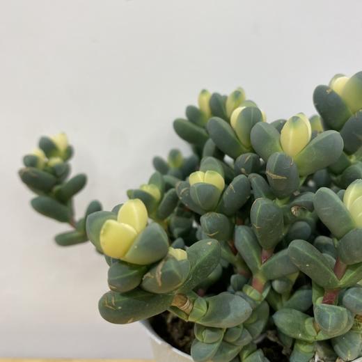 【绿植】多肉-鹿角海棠 商品图1