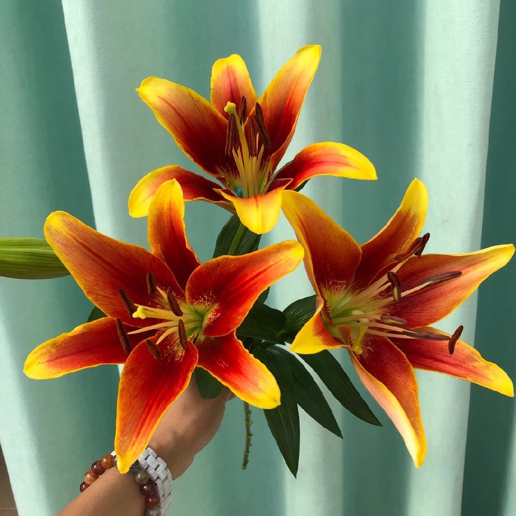 三头皇冠百合5枝10枝冷链包邮