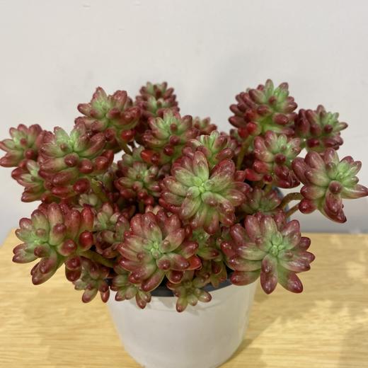 【绿植】多肉-虹之玉 商品图4