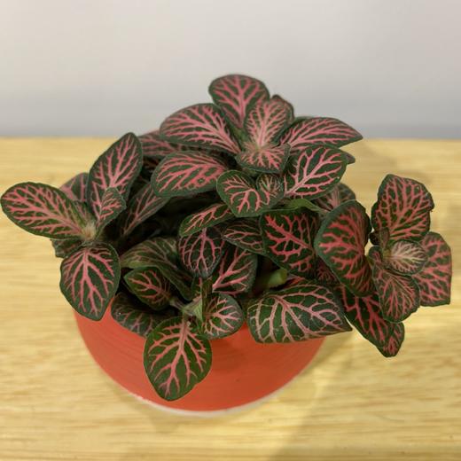 【绿植】网纹草 商品图1