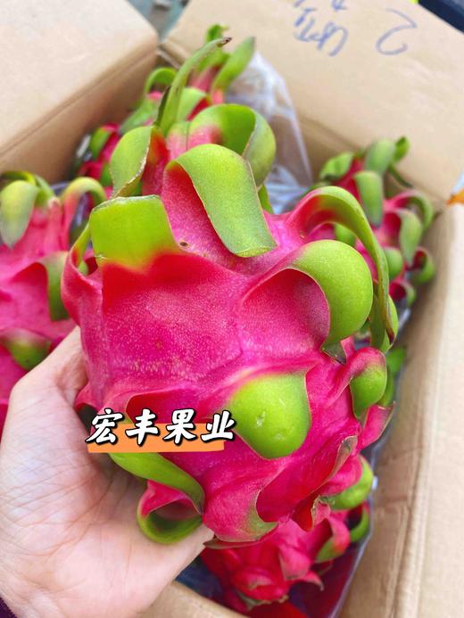 宏丰精选 越南红心火龙果 口感不错 火龙果怕热 一定及时放冰箱哦  活动价9.9元一斤 商品图7