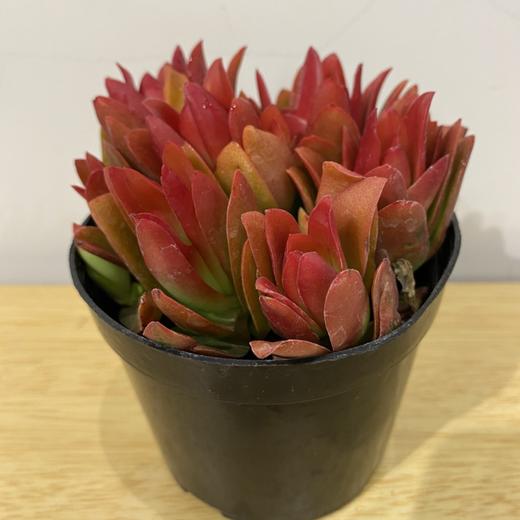 【绿植】多肉-火炬锦 商品图1