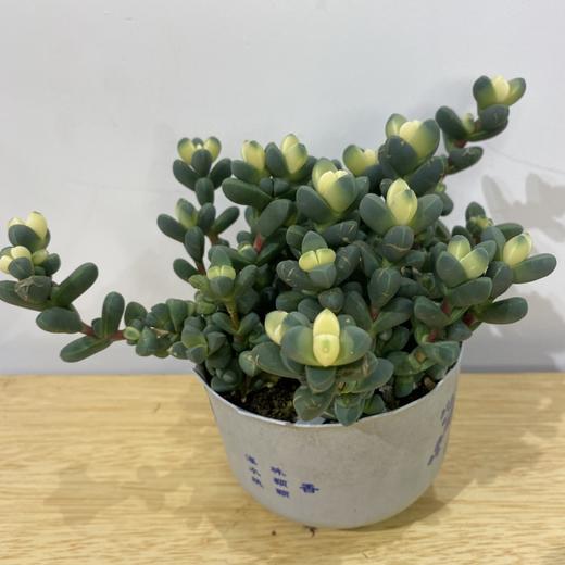【绿植】多肉-鹿角海棠 商品图0