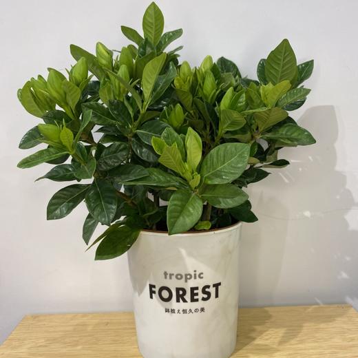 【绿植】栀子花 商品图0