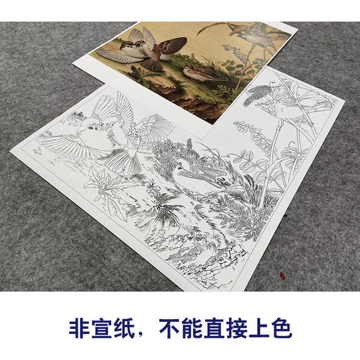 【大彩图】郎世宁工笔画白描底稿小品《仙萼长春册》豆花临摹勾线高清打印稿LT14 商品图2