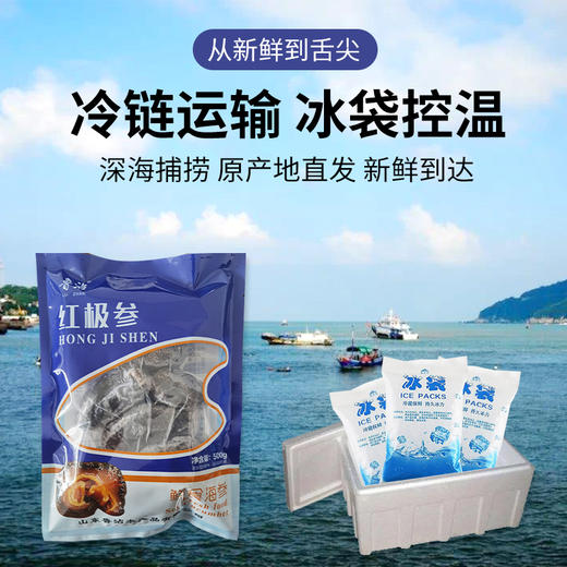 【买1送1 Zui后一顿海参 抓紧tun！！！  】深海野生即食海参500g/袋 不用泡发 营养保留好 冷链发货请及时取件 商品图4