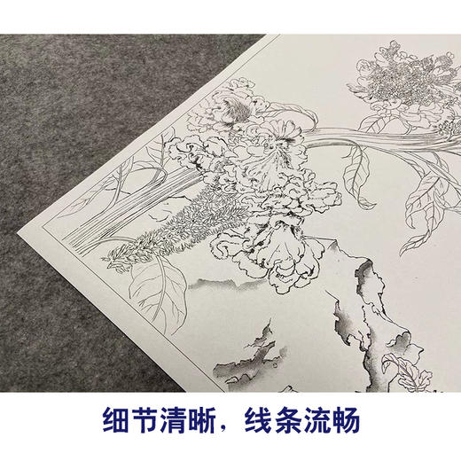 【大彩图】郎世宁工笔画白描底稿小品《仙萼长春册》鸡冠花临摹勾线花鸟线稿LT15 商品图4