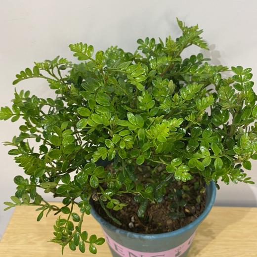 【绿植】清香木 商品图2