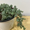 【绿植】多肉-碧豆莲 商品缩略图1
