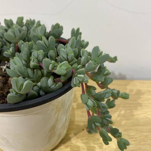 【绿植】多肉-碧豆莲 商品图1