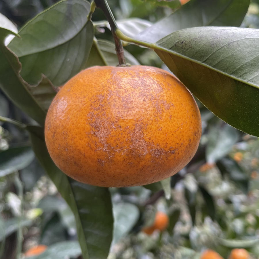 【限时秒杀】秒杀茂谷柑花皮果,果皮薄嫩柔软,果肉香甜多汁, 富含维c!