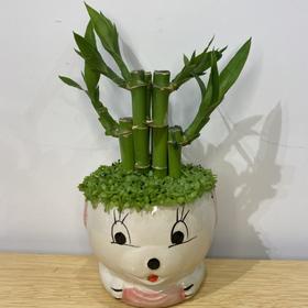 【绿植】小森林卡通竹子