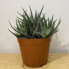 【绿植】多肉-十二卷 商品缩略图0