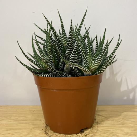 【绿植】多肉-十二卷 商品图0