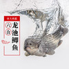 【预售】龙池鲫鱼 线上（只发南京） 商品缩略图1