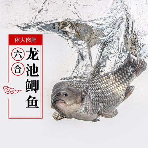 【预售】龙池鲫鱼 线上（只发南京） 商品图1
