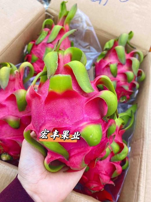 宏丰精选 越南红心火龙果 口感不错 火龙果怕热 一定及时放冰箱哦  活动价9.9元一斤 商品图10