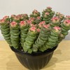 【绿植】多肉-钱串锦 商品缩略图3